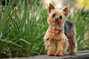 Charming Yorkshire Terrier.