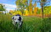 Border Collie in the grass.
