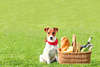 Jack Russell Terrier em um piquenique.