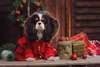 Cavalier King Charles Spaniel for New Year.