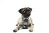 Photography business and serious dog breed pug