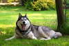 Фото аляскинского маламута самой быстрой  и выносливой собаки.