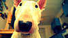 Photo muscular and strong bull terrier