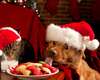 Lustige Weihnachts Foto kühlen Haustiere
