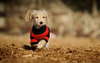 Dachshund puppy in a sweater.