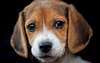 Beagle puppy on a black background.