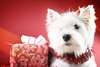 West Highland White Terrier with a gift for the new year 2015.