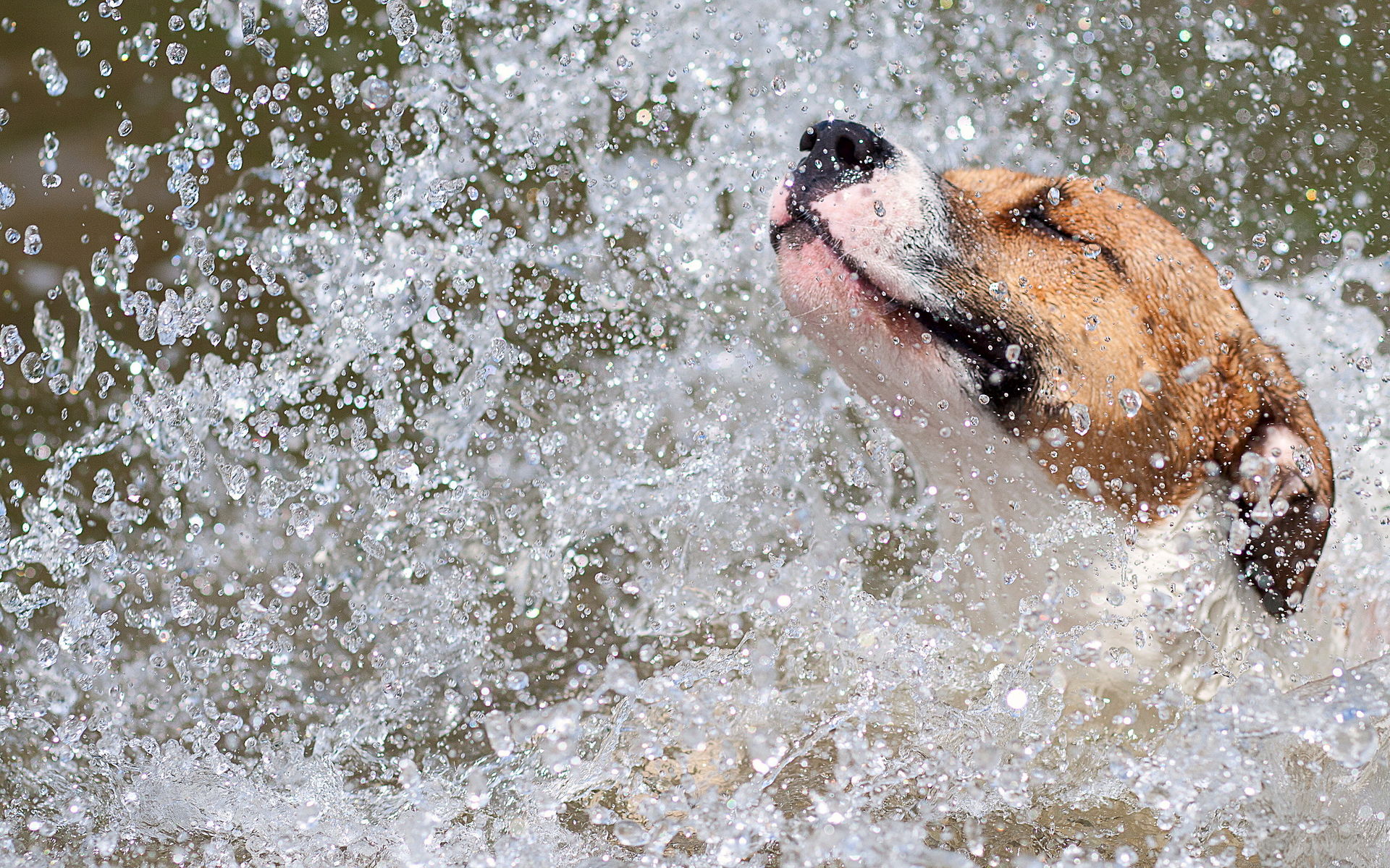 Hund in einem Spray von Wasser. Download der kostenlosen Handy